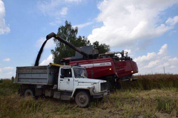 В Климовском районе копают раннюю картошку и убирают рапс