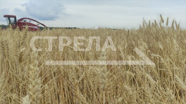  В Брянской области завершение заготовки кормов и уборочные работы находятся на особом контроле