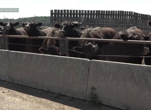 На животноводческих площадках «Мираторга» побывала делегация аграриев из Приморья