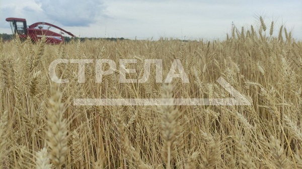 Агропромышленная выставка День Брянского поля открывается сегодня в Кокино