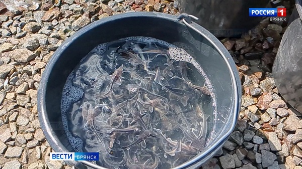 В Брянской области акваторию Десны пополнила царская рыба