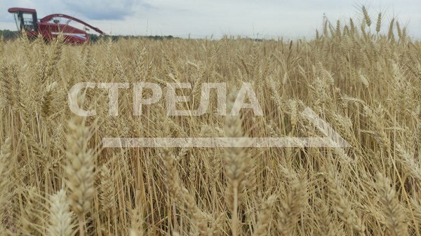 Губернатор Брянщины: «По развитию сельского хозяйства мы лидеры в стране»