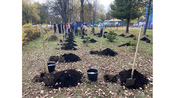 В брянской роще Соловьи высадили кедровую аллею