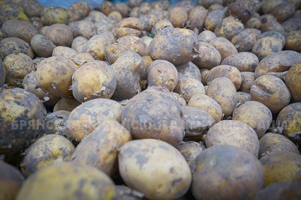 На брянских ярмарках выходного дня уже продали более 200 тонн картофеля