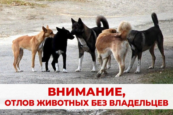 Об отлове животных без владельцев