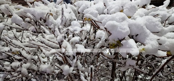 Энергетики «Брянскэнерго» оперативно ликвидируют последствия непогоды
