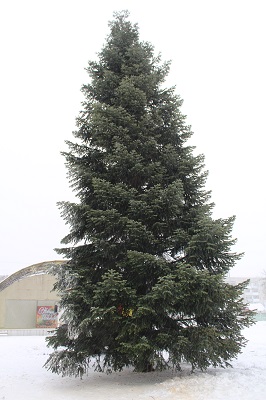 На Жуковской площади установили праздничную ель