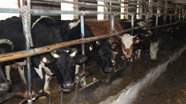 Среднесуточный надой молока в Брянском районе превышает прошлогодний