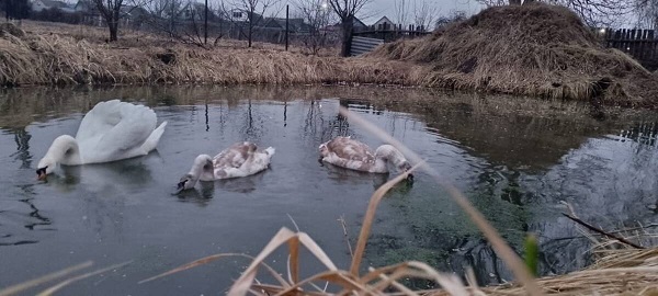 Питомцы фермера из брянского Стародуба чувствуют себя превосходно