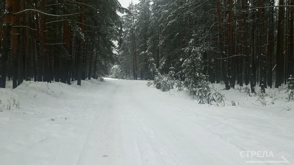 На Брянщине по проекту «Сохранение лесов» за 6 лет  проведено лесовосстановление на площади 21 450 га