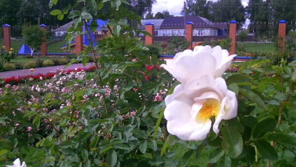 Голосование за объекты благоустройства продлится до 12 июня