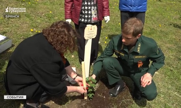 В Брянске высадили саженец-клон «Тополя Победы» из Сталинграда