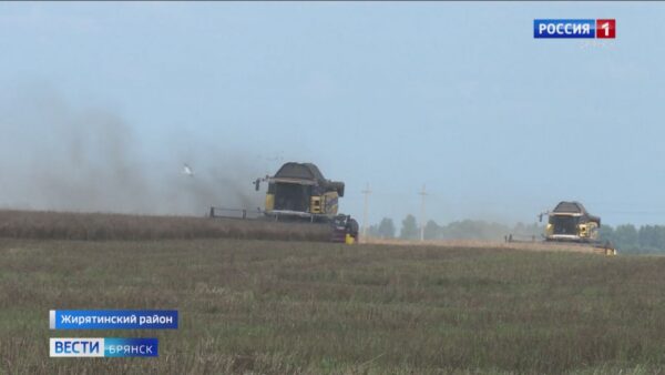 Брянская область занимает первое место в России по урожайности рапса