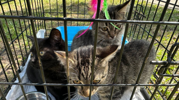 В Майском парке Брянска прошел первый «зоофест»