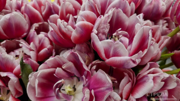 Власти Брянщины поздравили с профессиональным праздником строителей и ветеранов отрасли