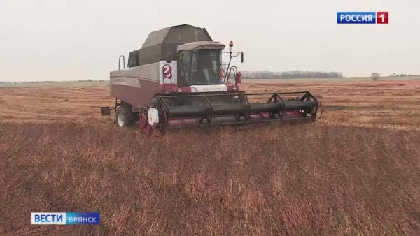 Брянские сельхозпредприятия приступили к уборке  гречихи
