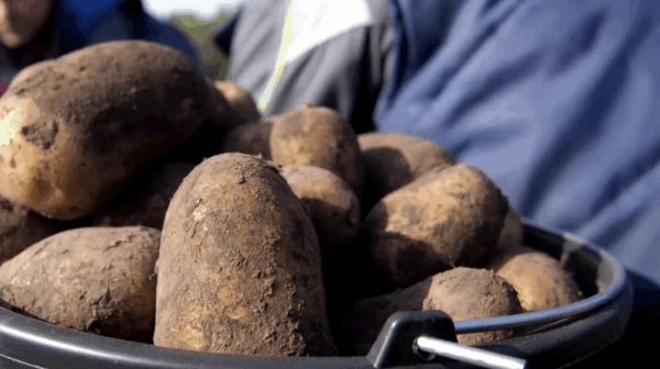 На брянских ярмарках выходного дня выстраиваются очереди за фермерскими продуктами