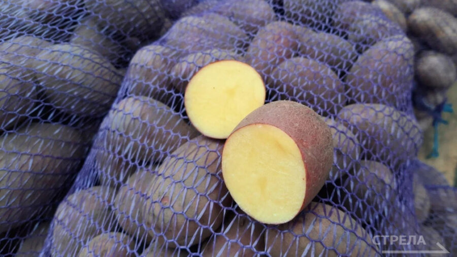 На Брянщине растет выпуск продукции сельского хозяйства и оказывается поддержка АПК