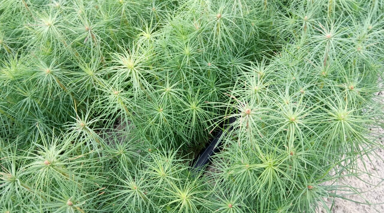 Лесоводы полностью заготовили саженцы для восстановления брянских лесов