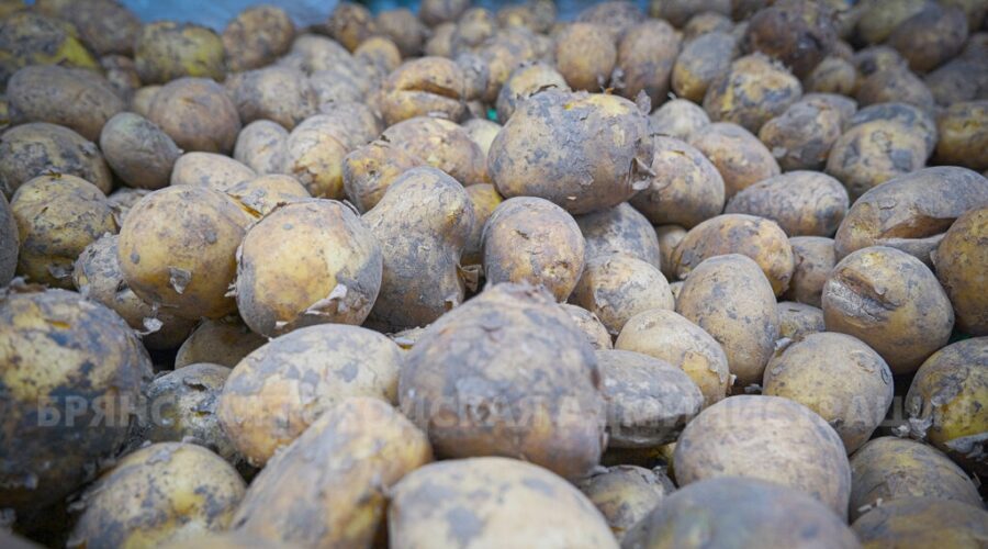 На брянских ярмарках и овощных базарах реализовано свыше 8 тысяч тонн картофеля