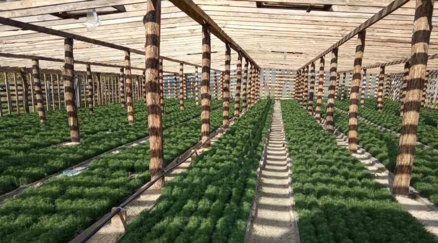 Лесоводы полностью заготовили саженцы для восстановления брянских лесов