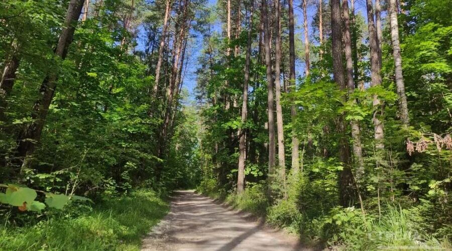 В Брянской области вырастили 16 000 000 саженцев