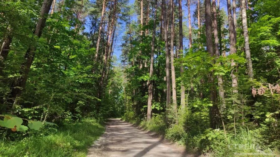 В Брянской области вырастили 16 000 000 саженцев