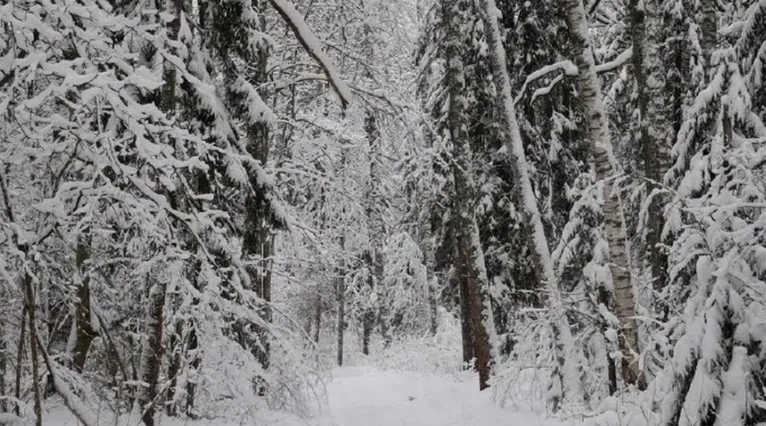 Губернатор Брянской области попросил ограничить выезд на личном транспорте