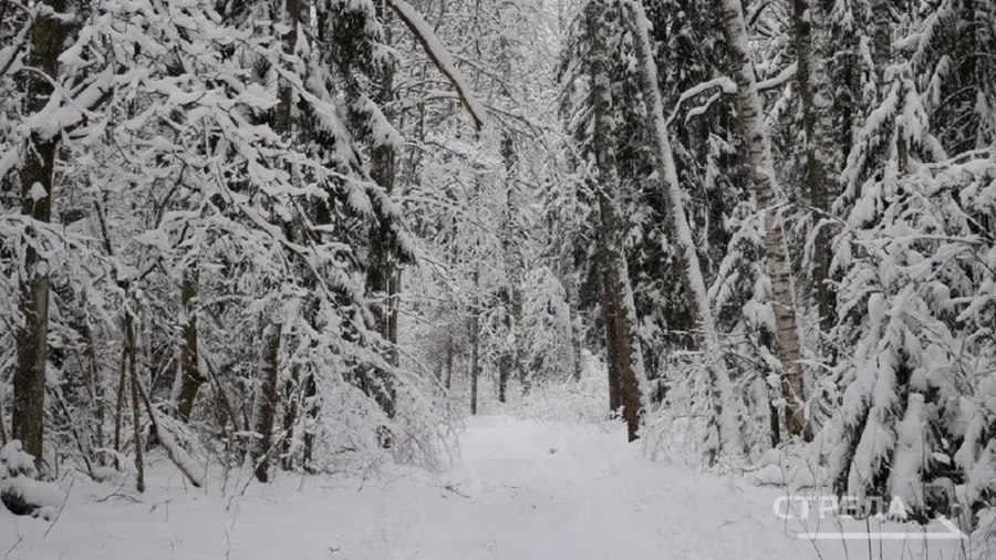 Губернатор Брянской области попросил ограничить выезд на личном транспорте