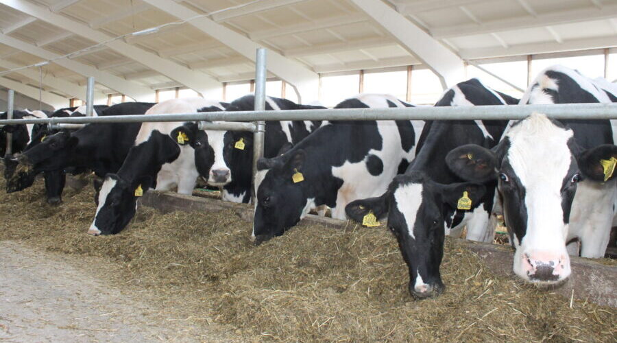 Брянские животноводы успешно справляются с вызовами зимнего периода