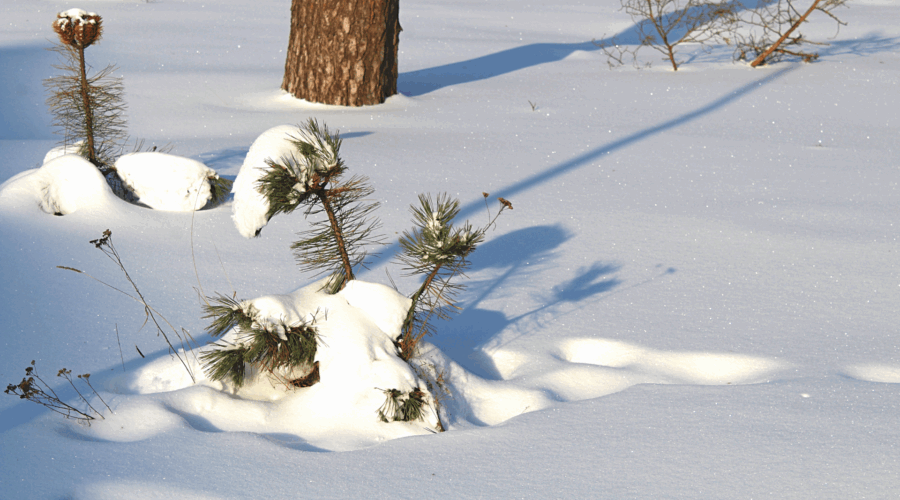 Белое убранство января… Жуковка.