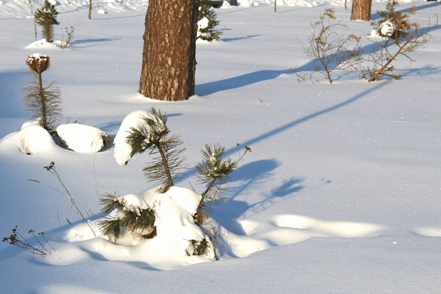 Белое убранство января… Жуковка.
