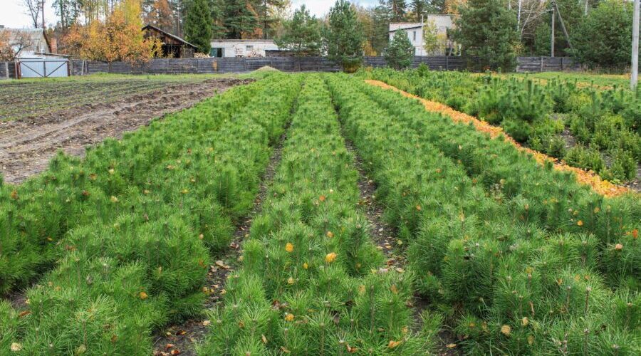 Более 9,5 млн саженцев лесных культур вырастят в Брянской области