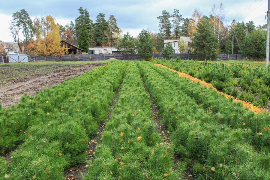 Более 9,5 млн саженцев лесных культур вырастят в Брянской области