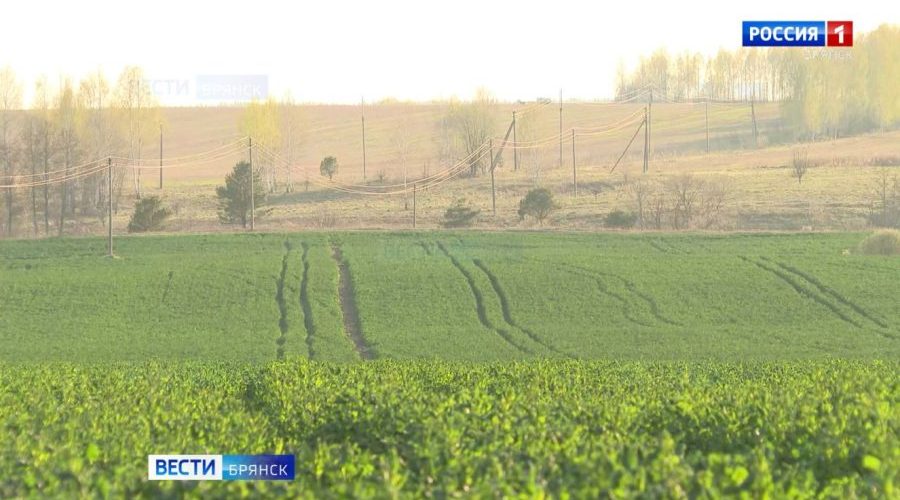 На Брянщине обследуют озимые культуры из-за резких холодов