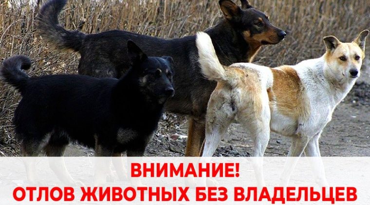 В Жуковском округе будет проводиться отлов бездомных животных