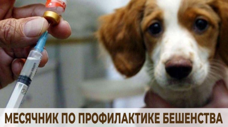 Месячник по профилактике бешенства