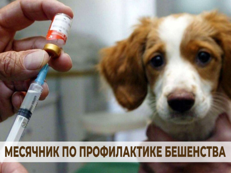 Месячник по профилактике бешенства