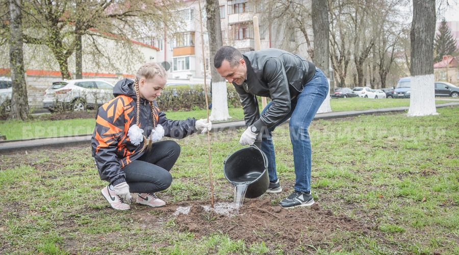 В сквере Памяти трагедии в Чернобыле высадили клены