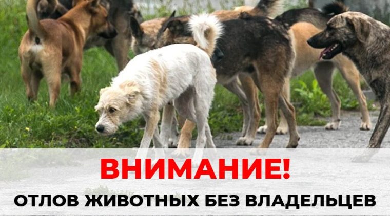 Отлов бездомных животных