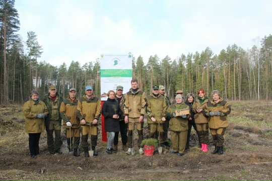 В рамках акции «Сад памяти» сотрудники Жуковского лесничества высадили более 2000 деревьев