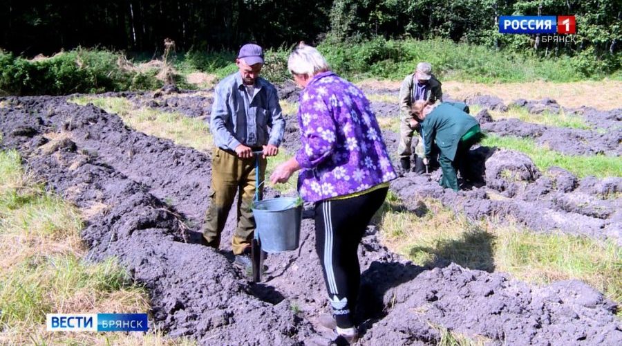 На Брянщине продолжается масштабное лесовосстановление