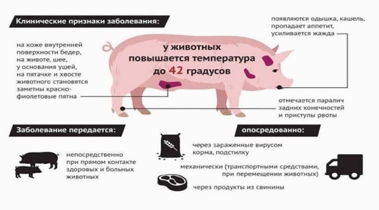 Подозрение на африканскую чуму свиней