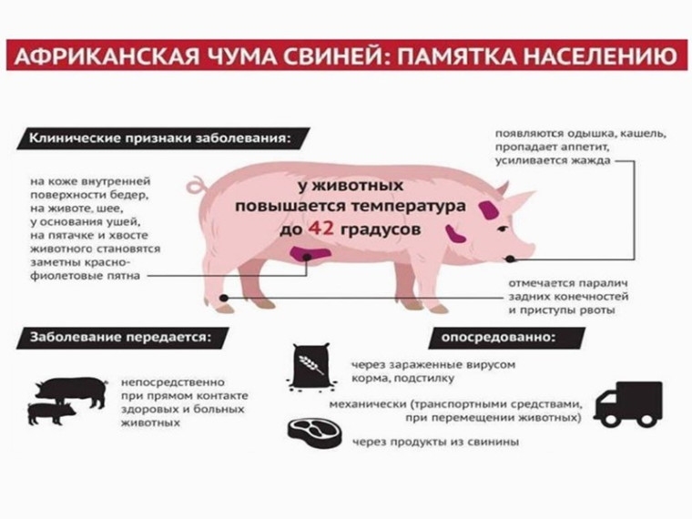 Подозрение на африканскую чуму свиней