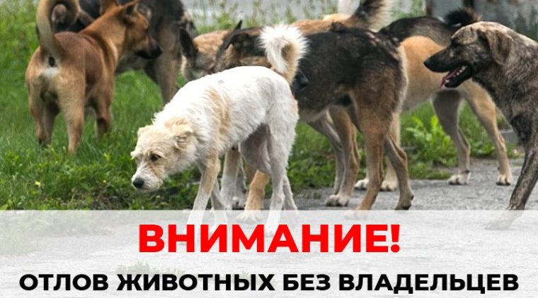 Отлов бездомных животных