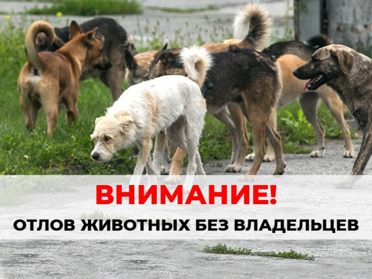 Отлов бездомных животных