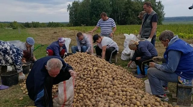 Сбор урожая в Доме социального обслуживания