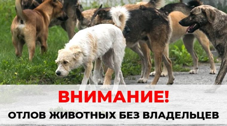 Отлов бездомных животных