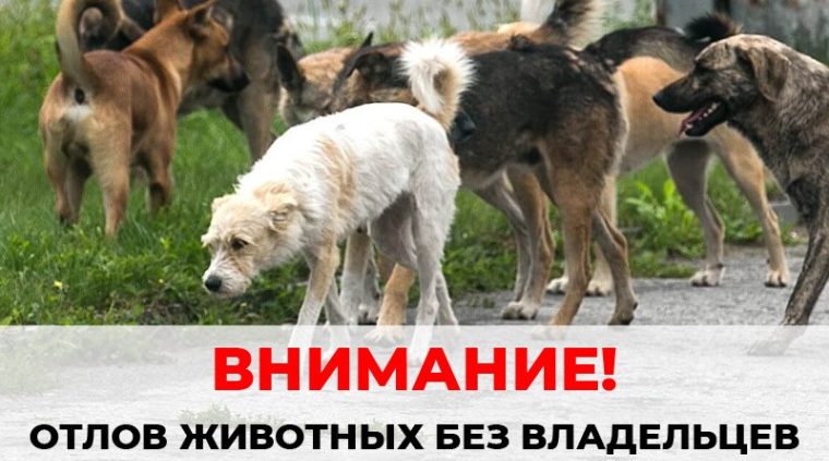 На территории Жуковского округа пройдет отлов бездомных животных