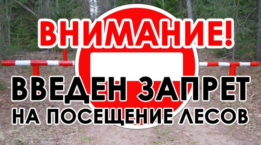 В Жуковском округе введены ограничения на посещение лесов